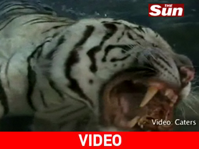 «Άγρια» παιχνίδια στο νερό